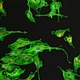 LED Fluorescent Trinocular Biological Microscope