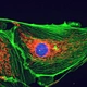 LED Fluorescent Trinocular Biological Microscope